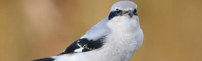 Great Gray Shrike