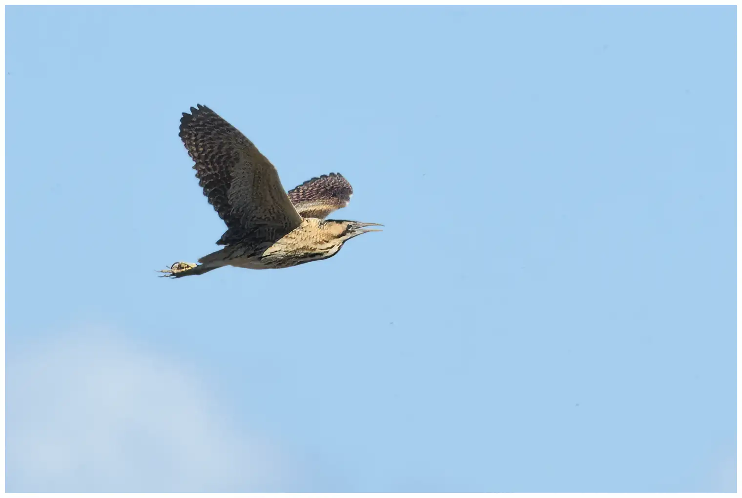 Great Bittern