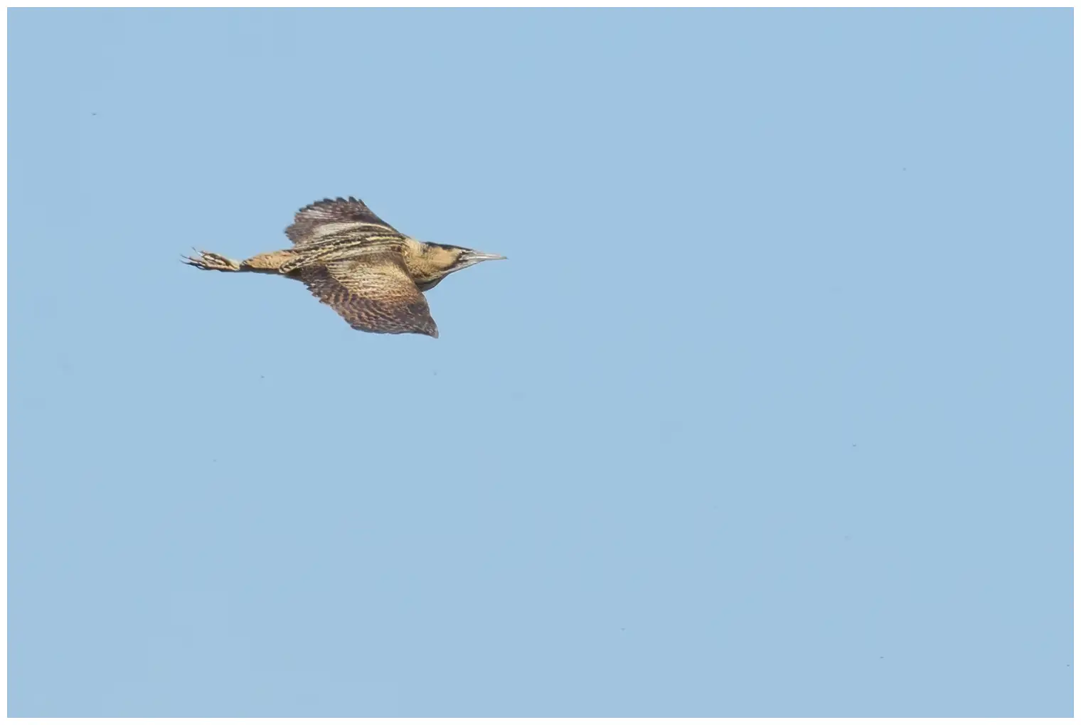 Great Bittern