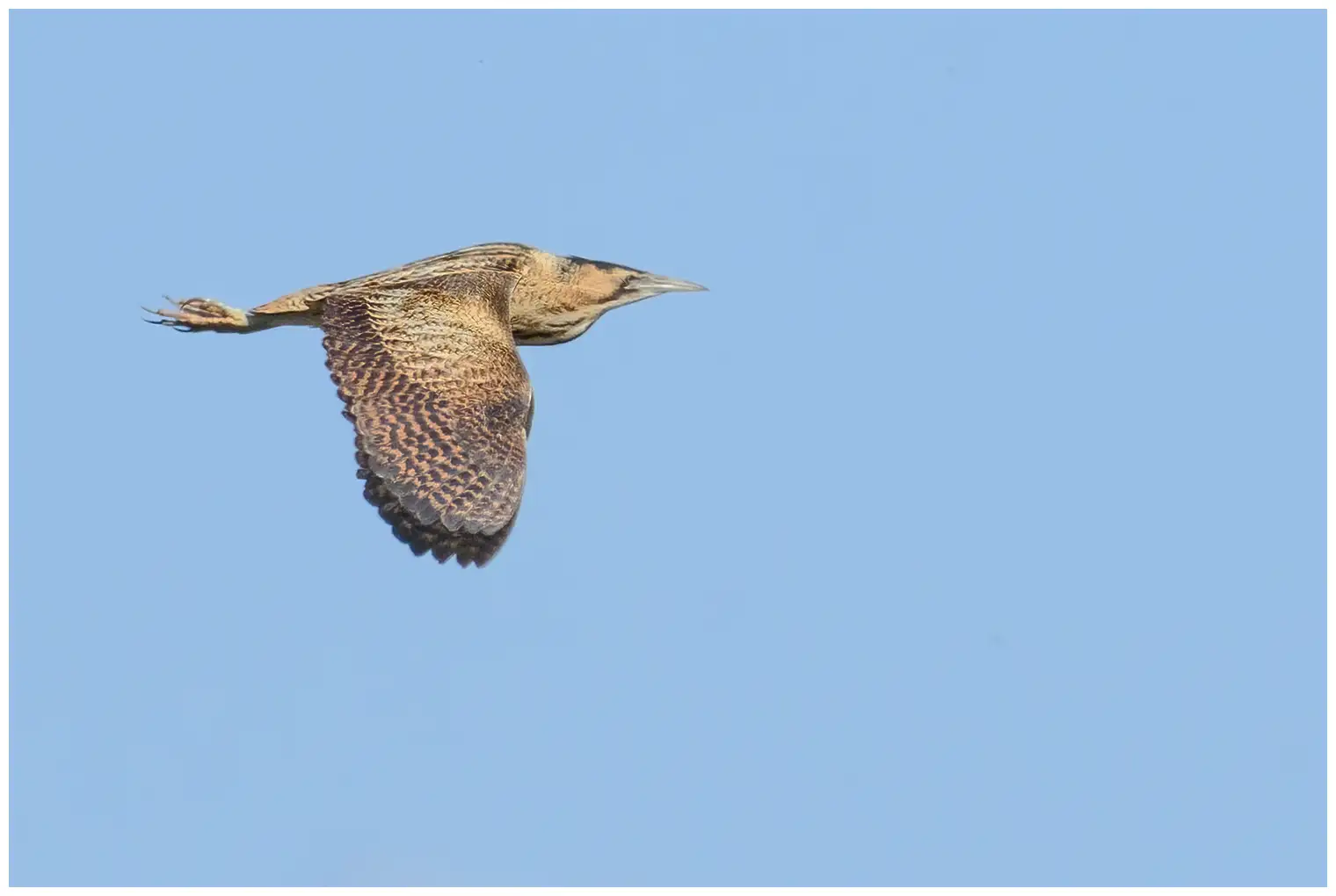 Great Bittern