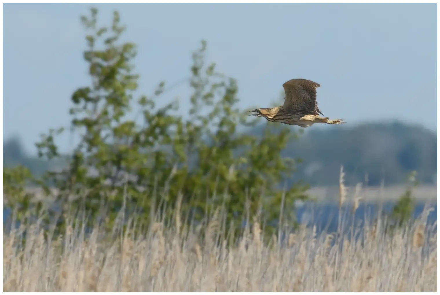 Great Bittern