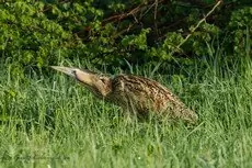 Great Bittern