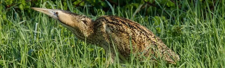 Great Bittern. Here in dense vegetation. Medium-sized heron with longitudinally striped, golden brown plumage.