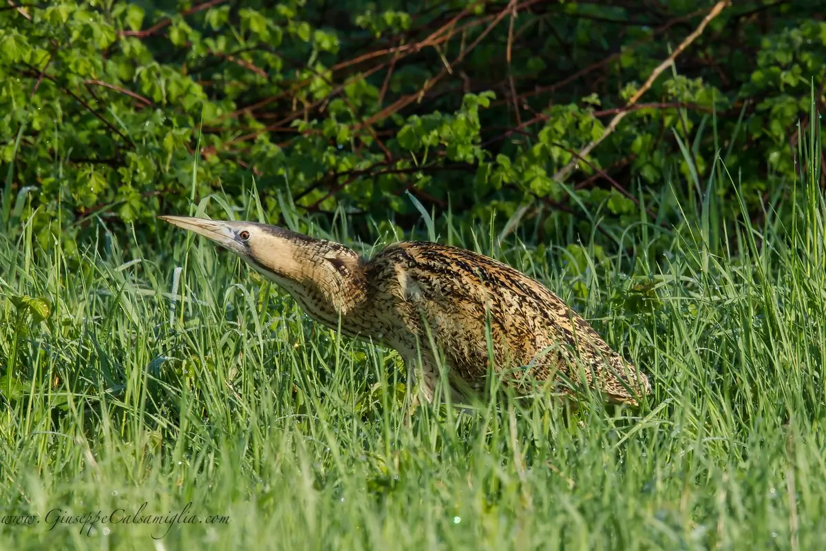 Great Bittern. Here in dense vegetation. Medium-sized heron with longitudinally striped, golden brown plumage.