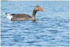 Greylag Goose