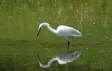 Little Egret