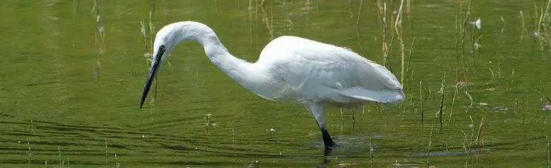 Little Egret. Looking for fish in shallow water. White bird with long legs and a long beak. Black legs but yellow feet.