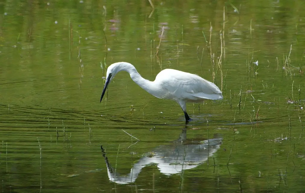Little Egret. Looking for fish in shallow water. White bird with long legs and a long beak. Black legs but yellow feet.