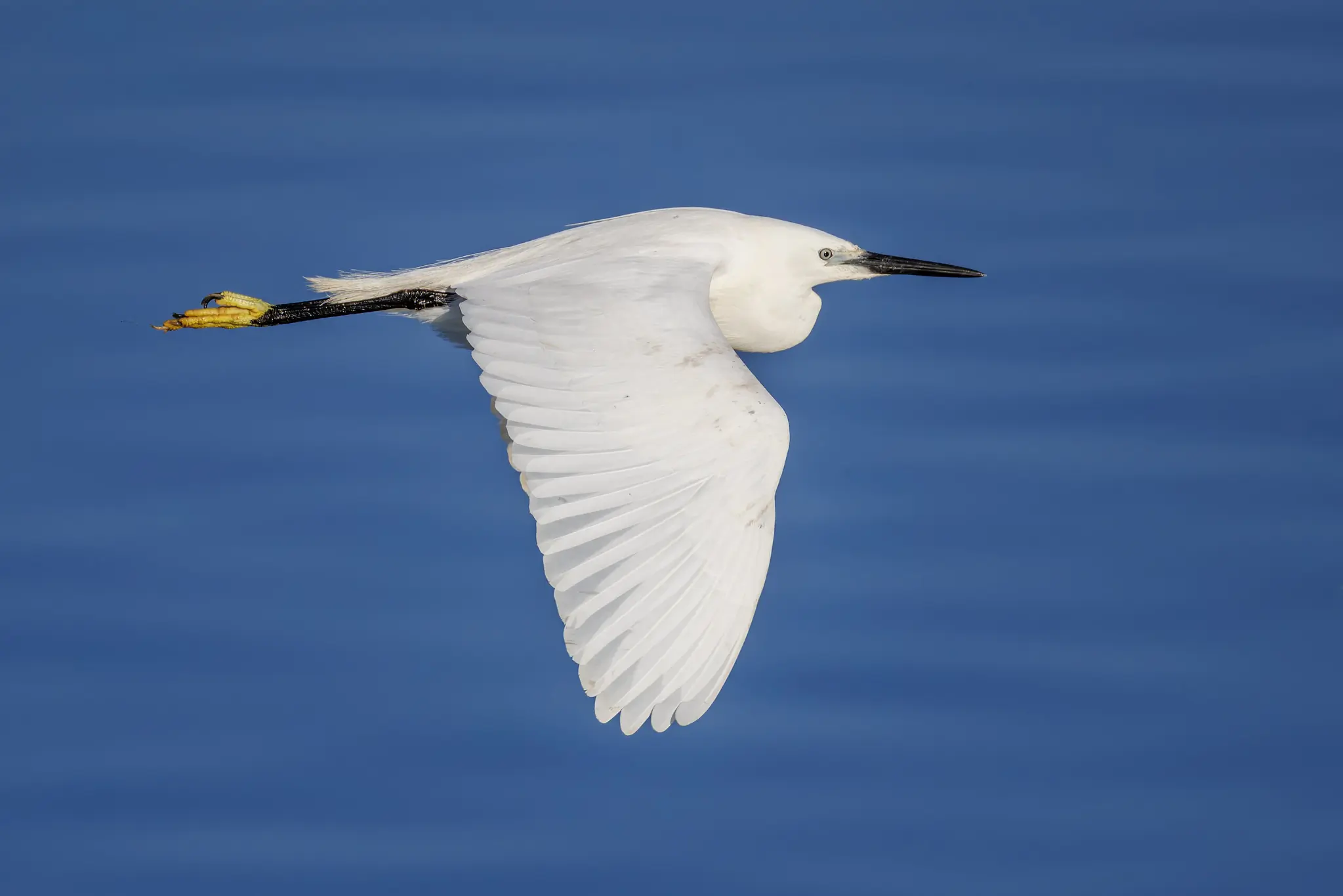 Little Egret