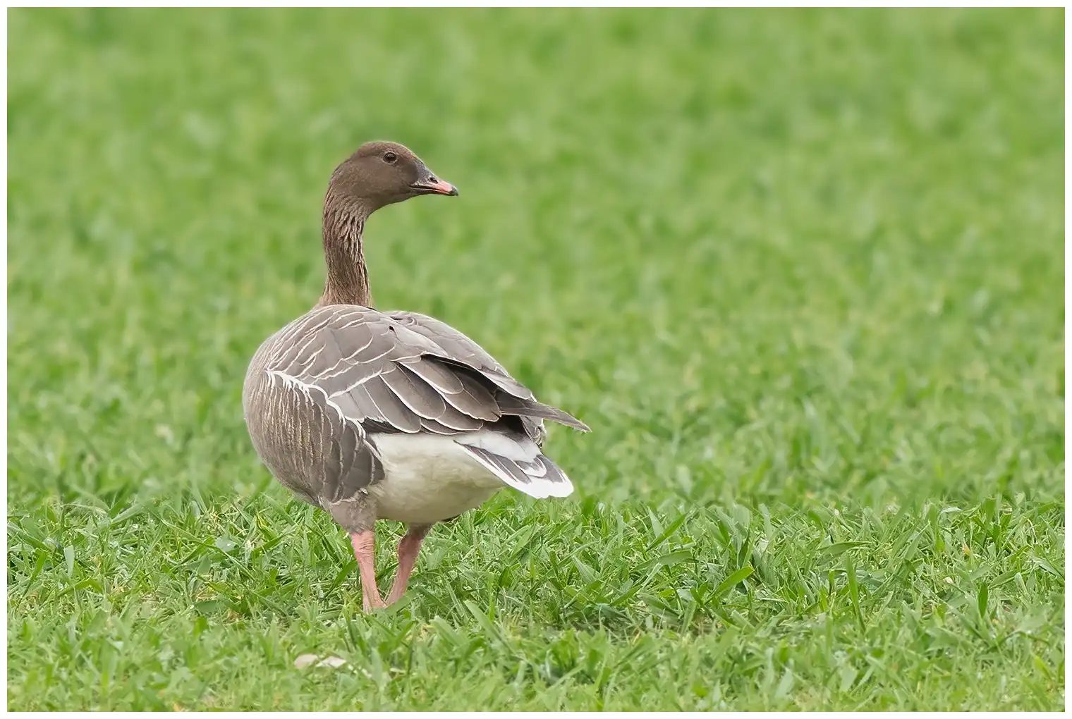 Pink-footed goose