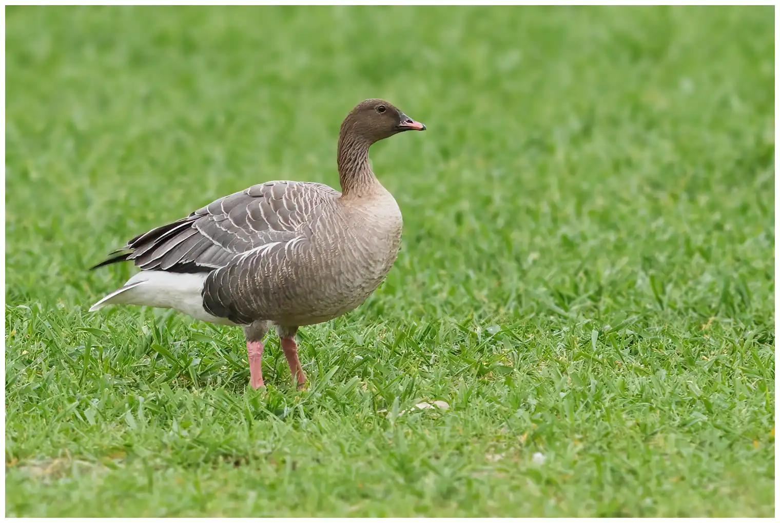 Pink-footed goose