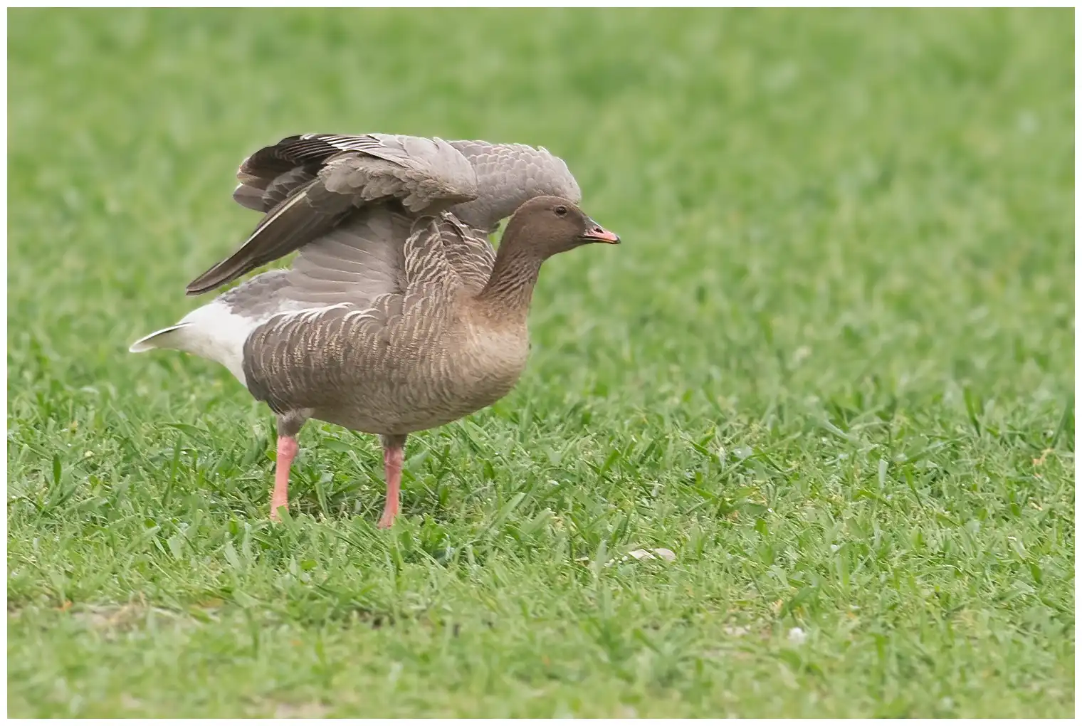 Pink-footed goose