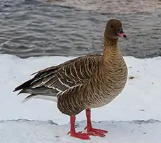 Pink-footed goose