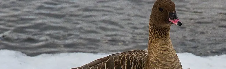 Pink-footed goose. It is standing on a snowy lakeshore. Its legs are pink, the same color as the middle of its beak.