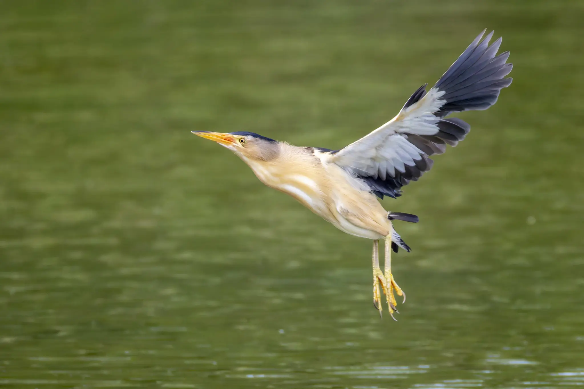 Little Bittern