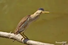 Little Bittern