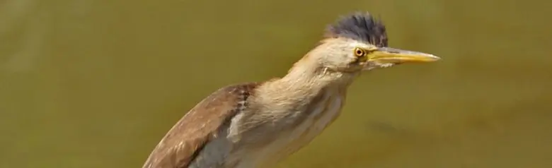 Little Bittern. It has greenish-gray legs. The male (photo) is brownish-yellow with a black rump, back and flight feathers.