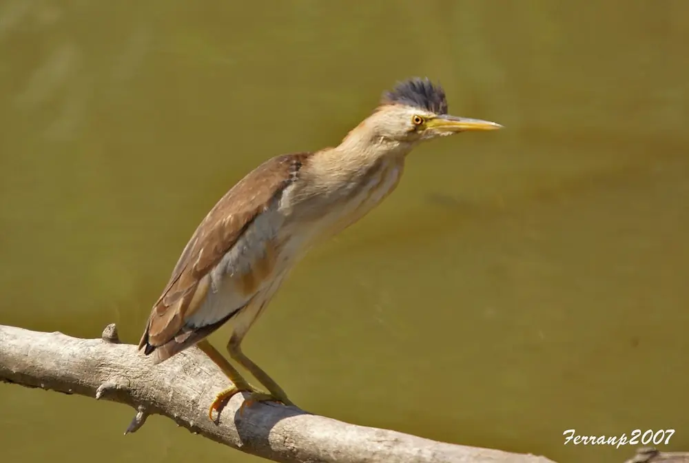 Little Bittern. It has greenish-gray legs. The male (photo) is brownish-yellow with a black rump, back and flight feathers.