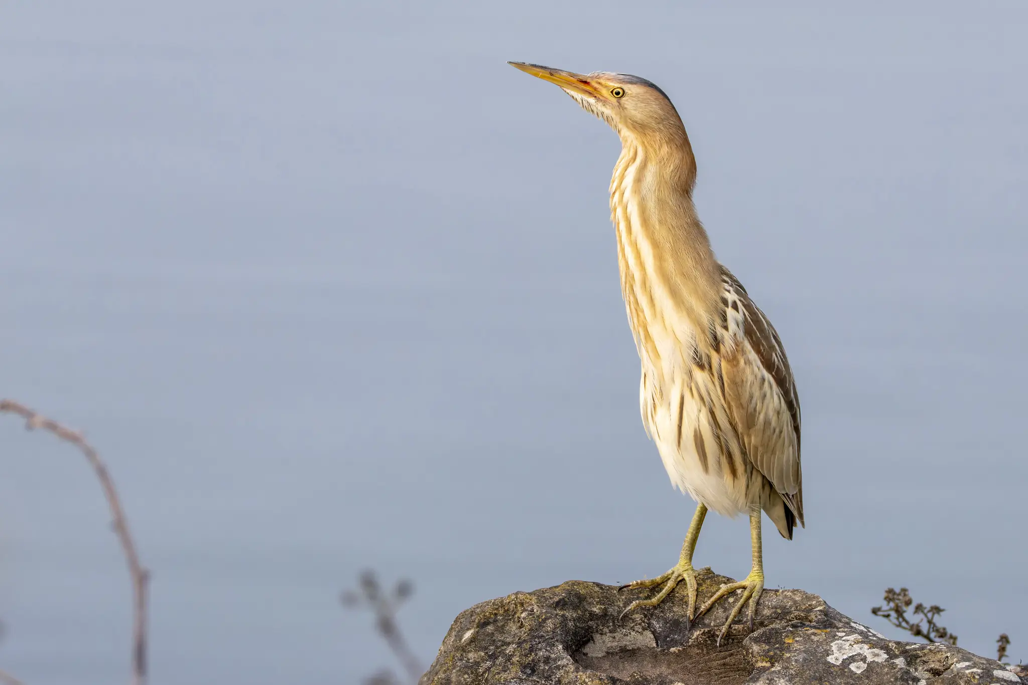 Little Bittern