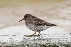 Purple sandpiper