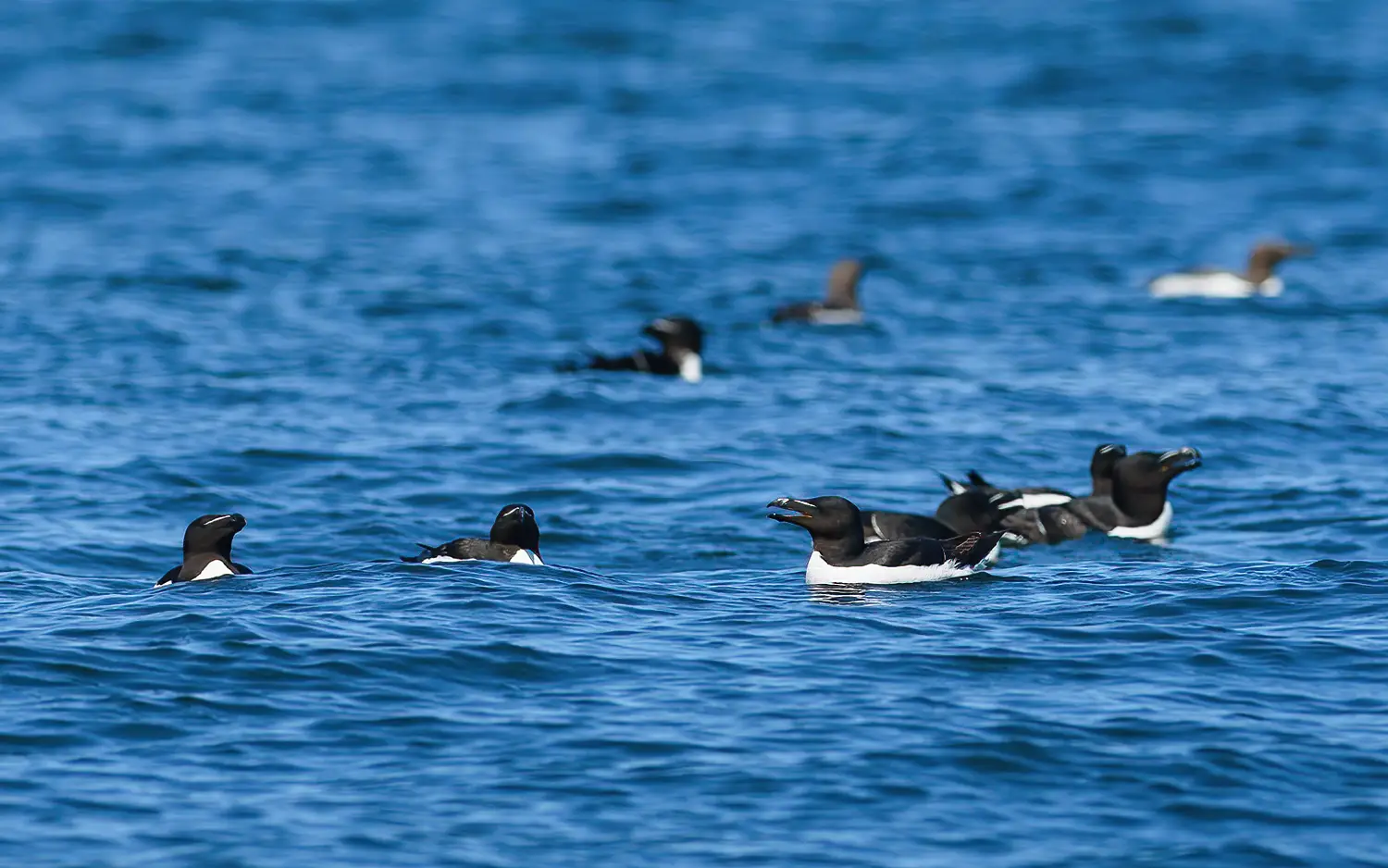 Razorbill