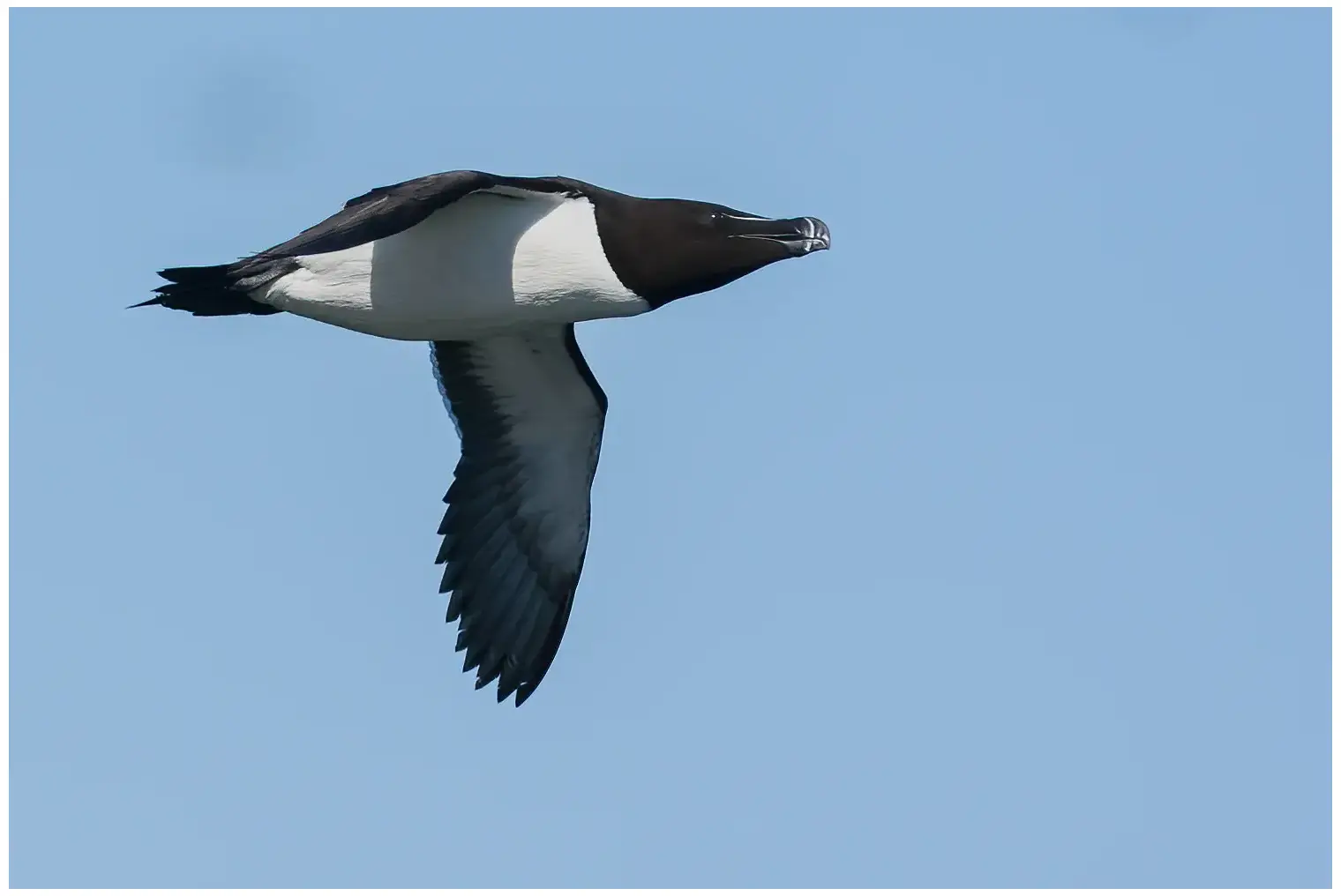 Razorbill