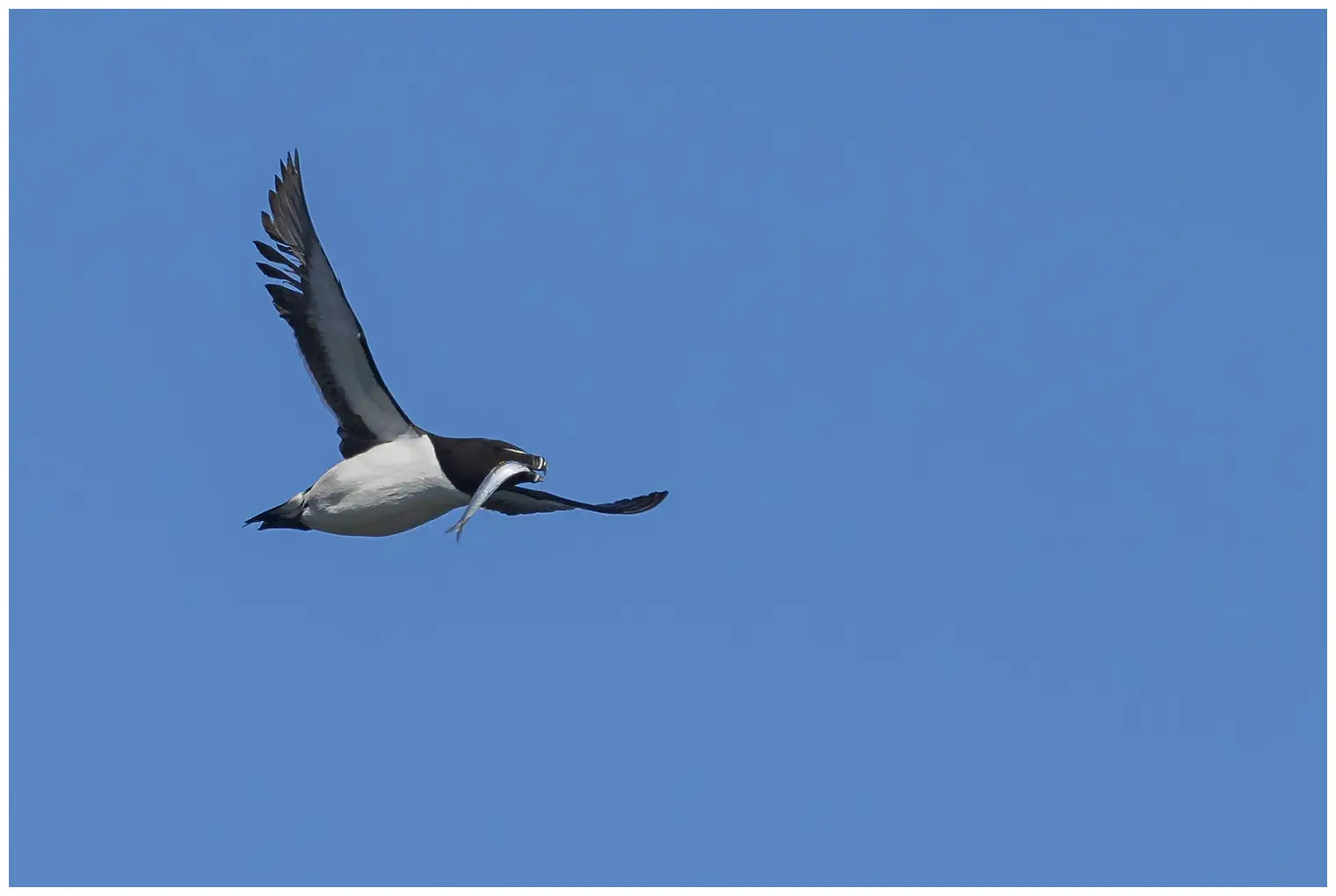 Razorbill