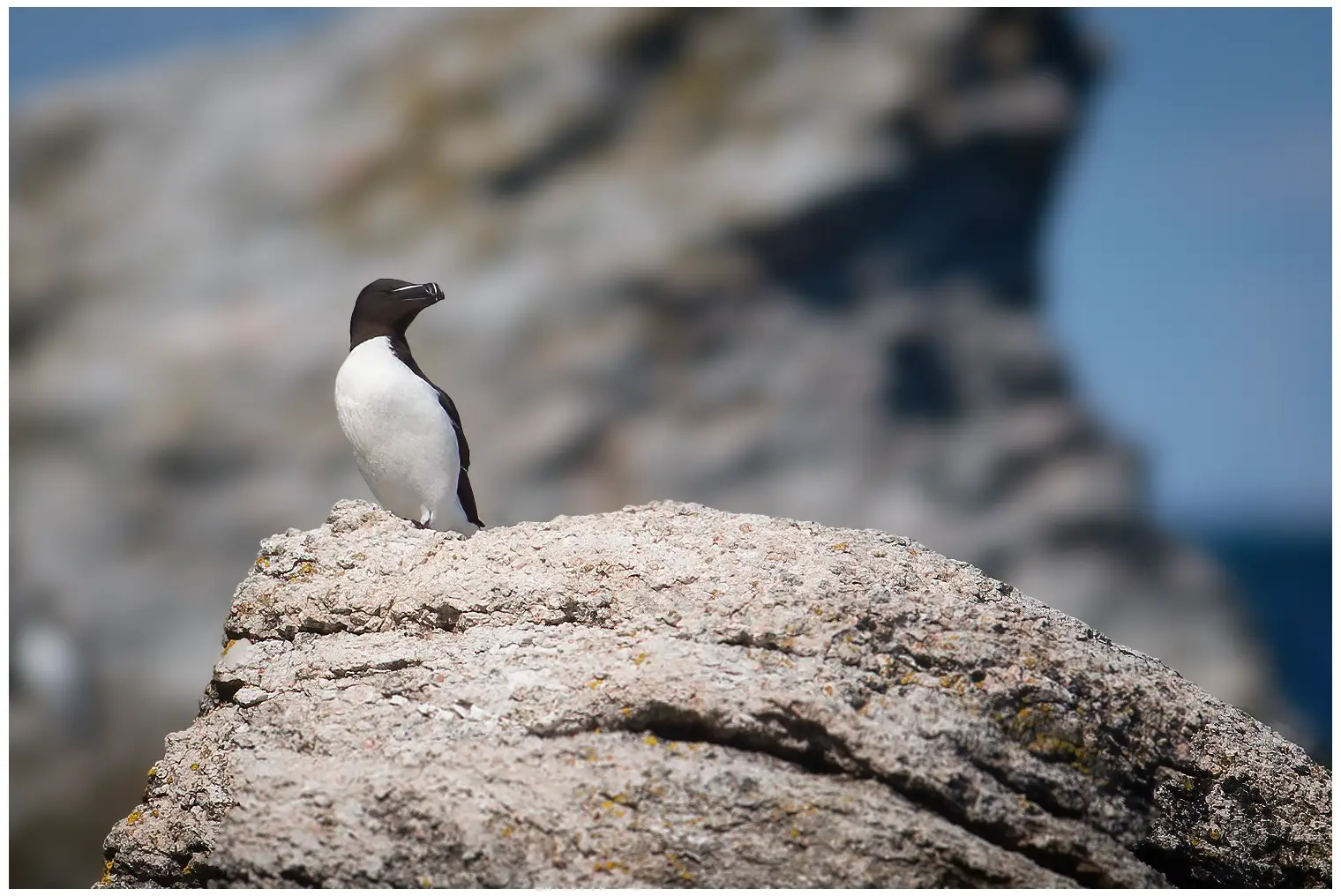 Razorbill
