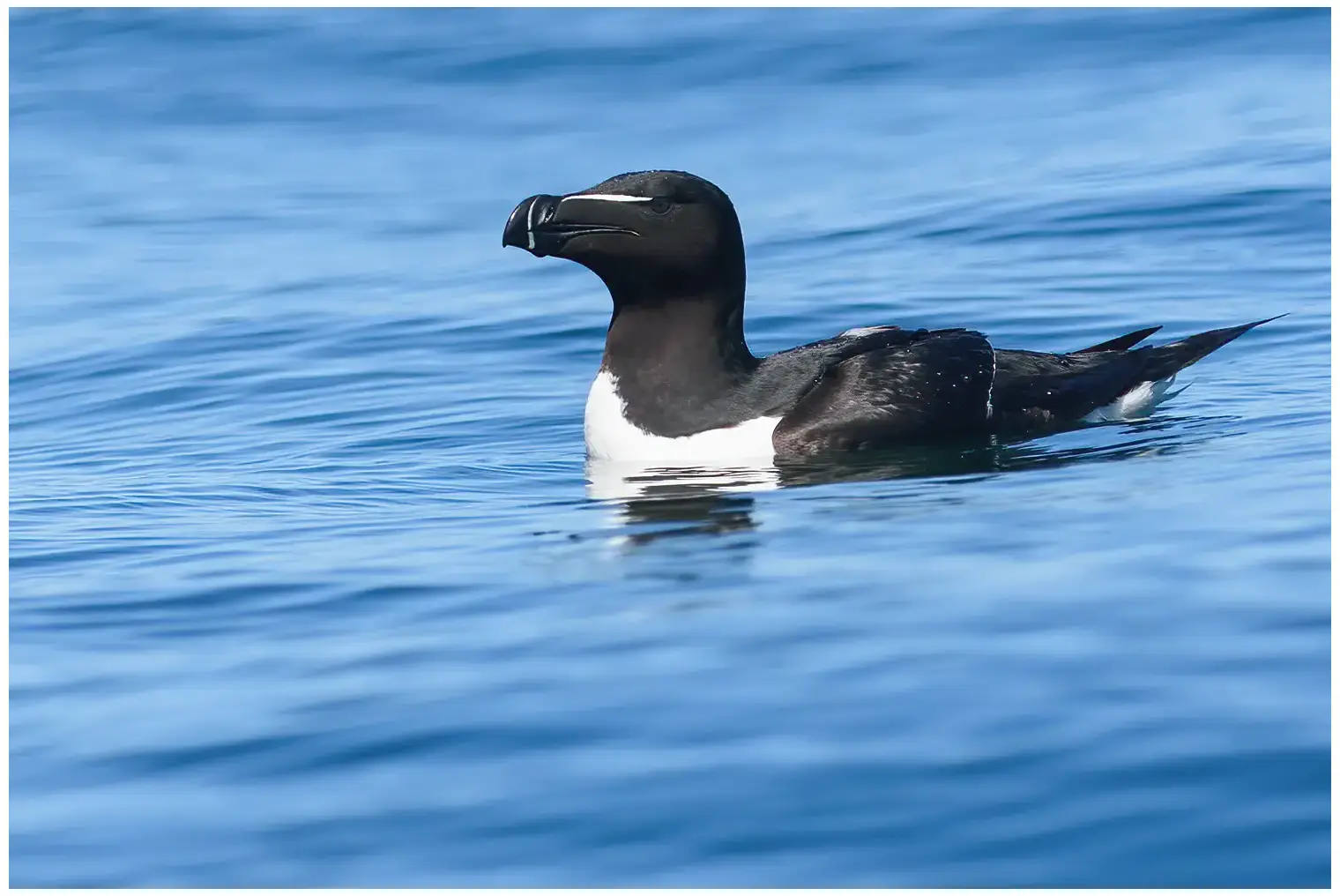 Razorbill