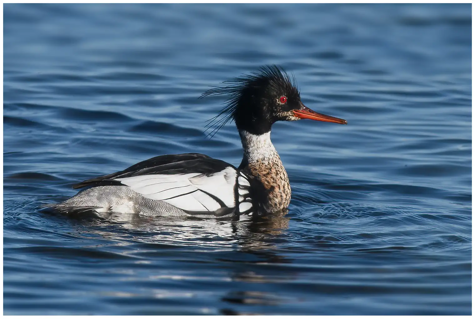 Red-breasted merganser. Photo from the side, so that the spiky feathers on the head, red eye and black/white plumage are visible.