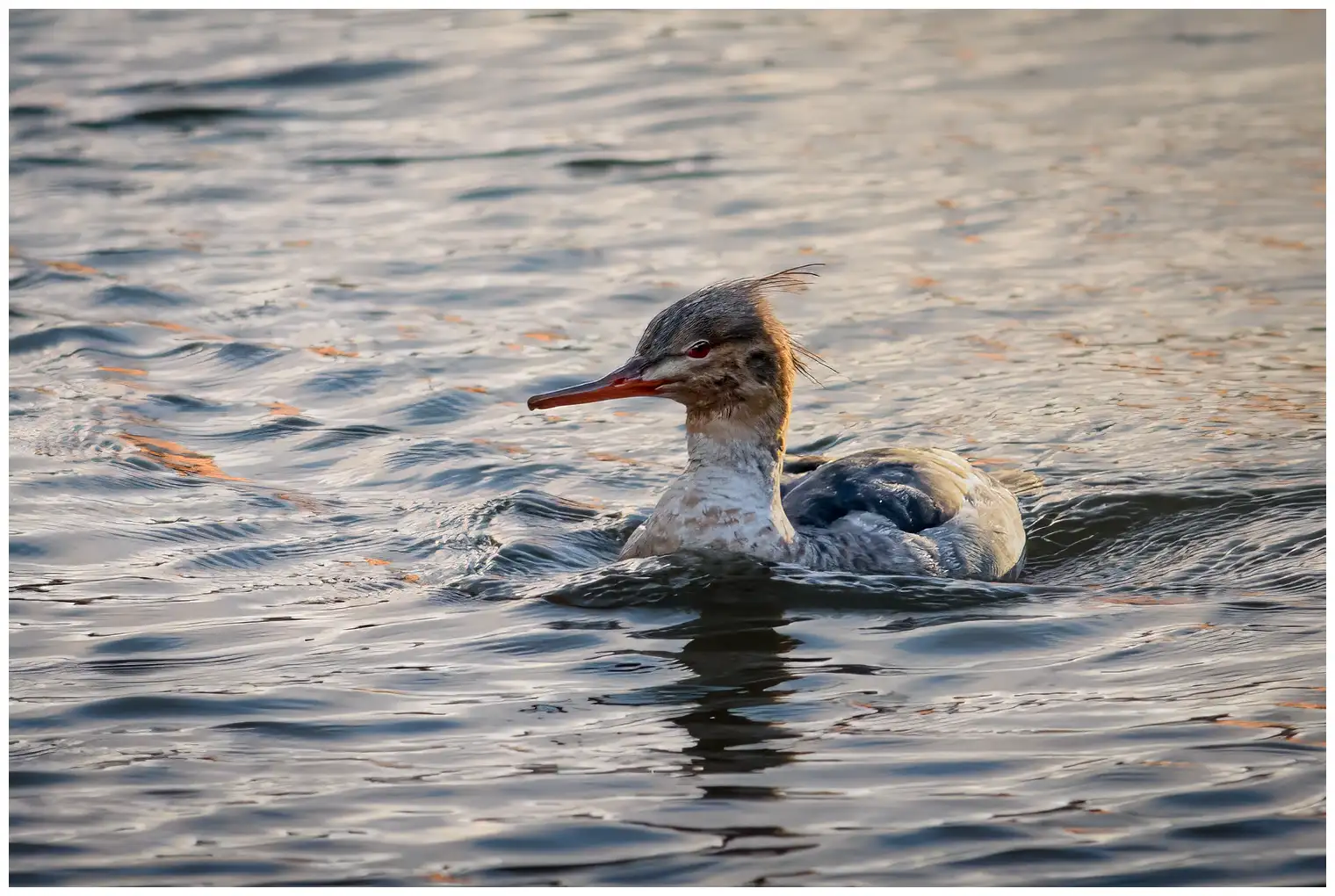 Red-breasted merganser