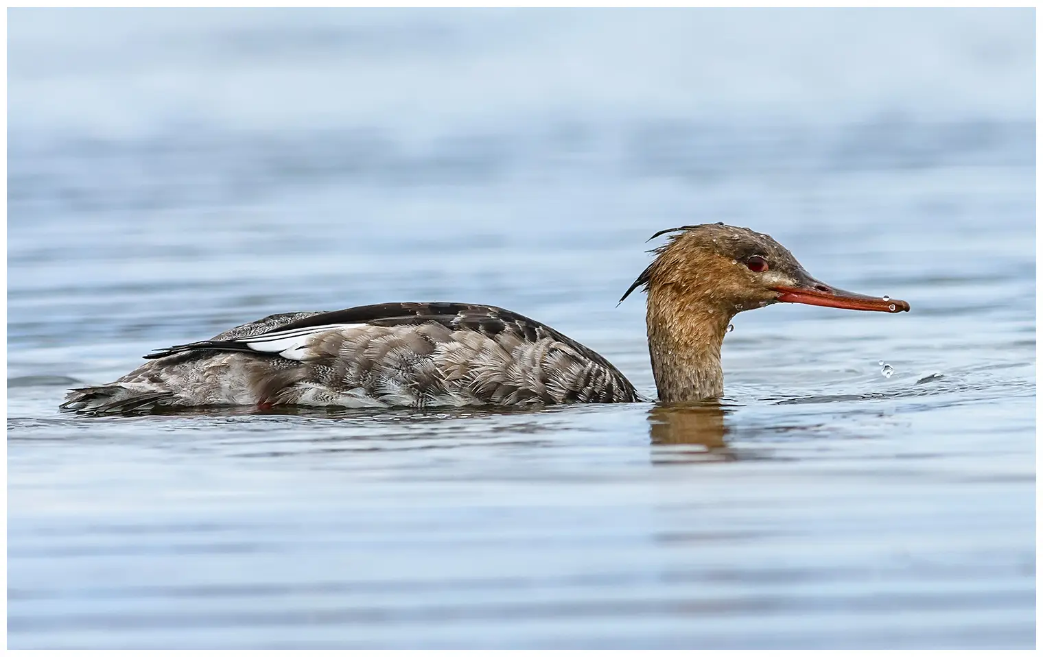 Red-breasted merganser