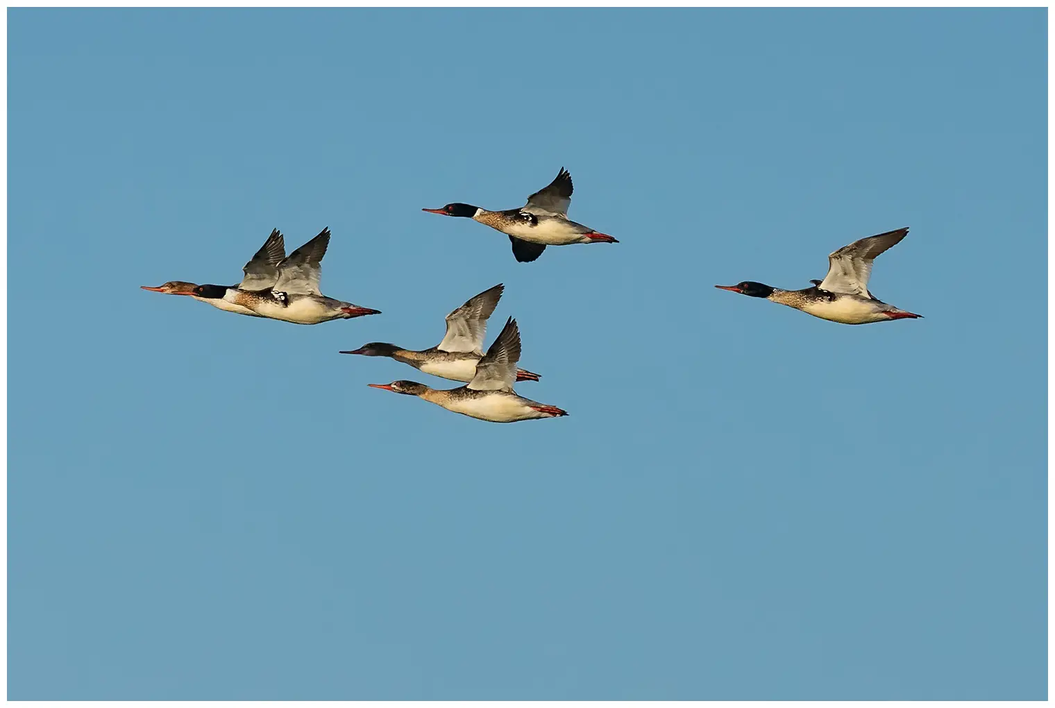 Red-breasted merganser