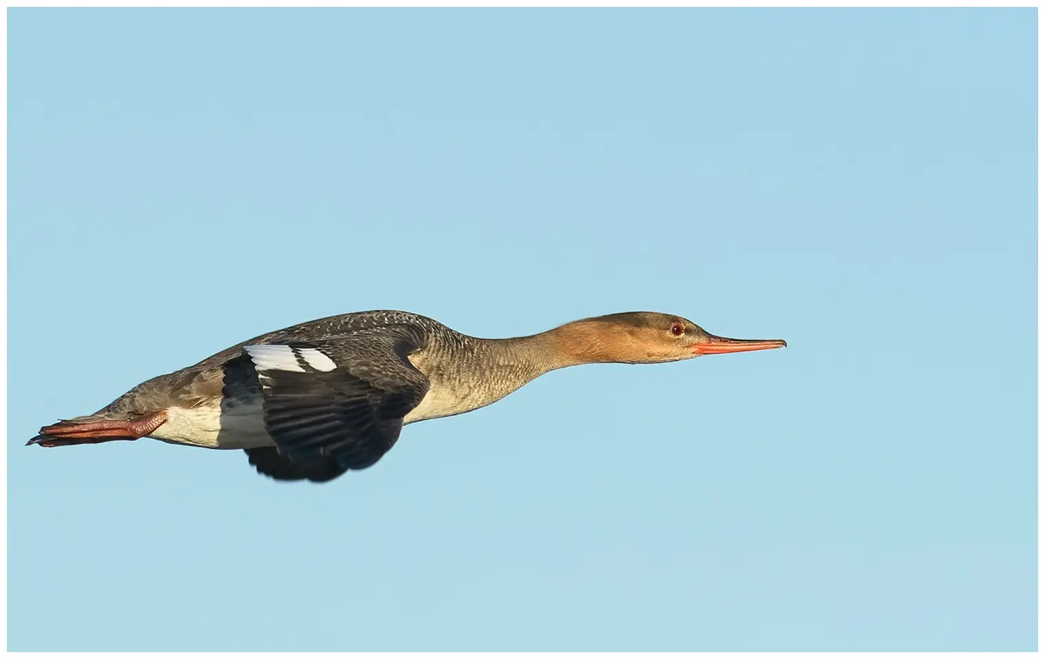 Red-breasted merganser