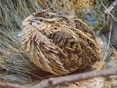 Quail