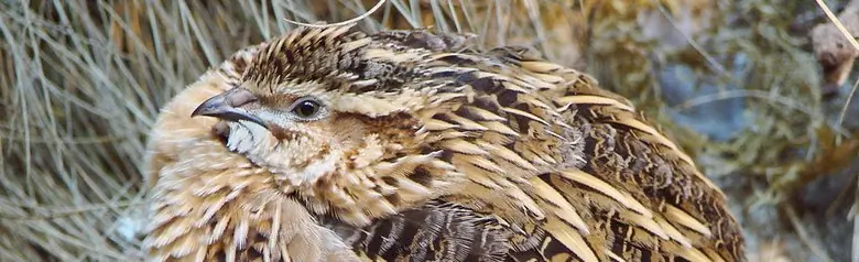 Quail. Brown-striped, very short tail and almost spherical in shape. About the size of a starling.