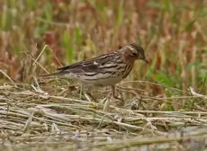 Red-throated pipit