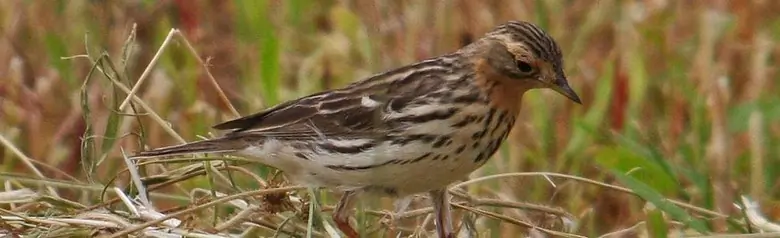 Red-throated pipit. Searching for food in a stubble field. The rusty red throat reveals that it is a male bird.