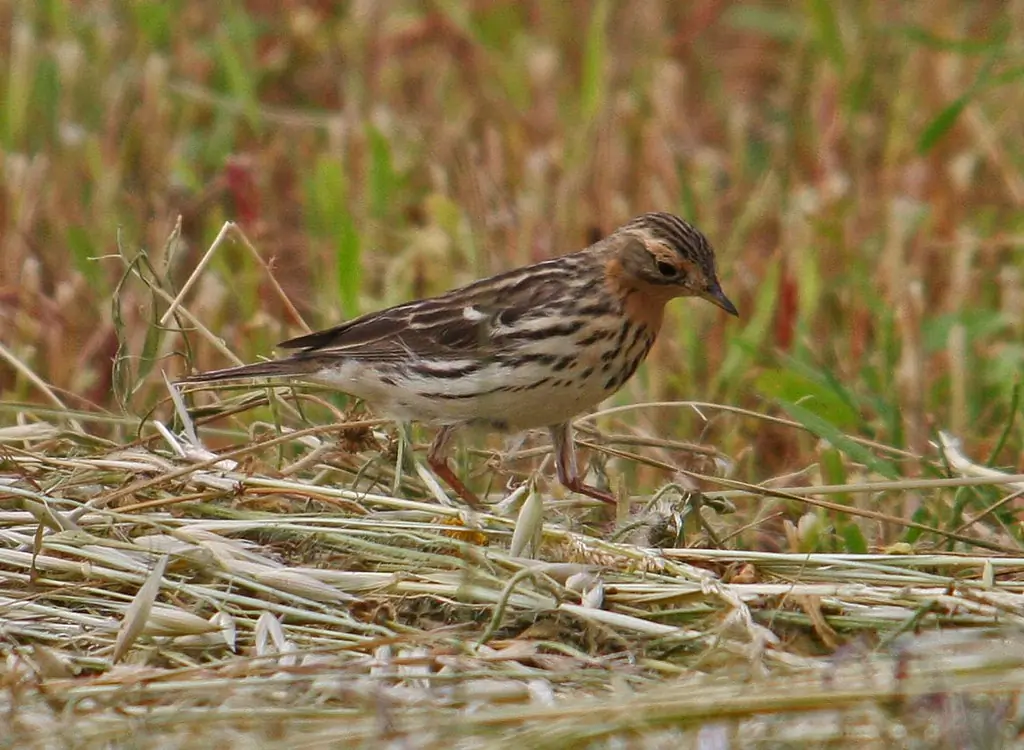 Red-throated pipit. Searching for food in a stubble field. The rusty red throat reveals that it is a male bird.