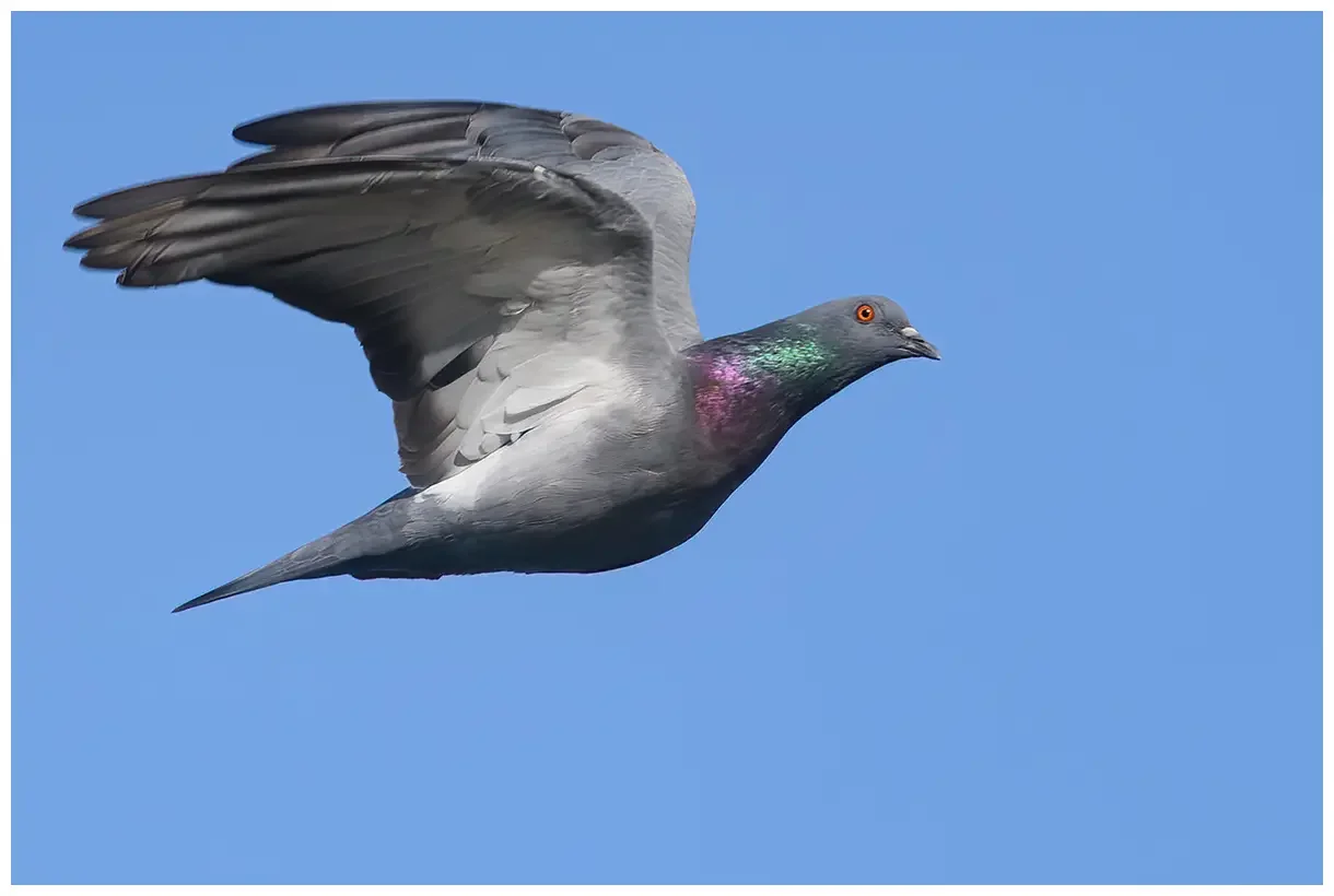Rock Pigeon