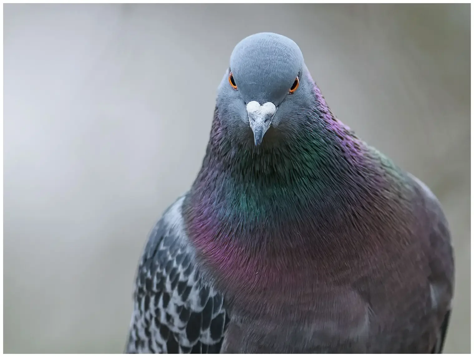 Rock Pigeon