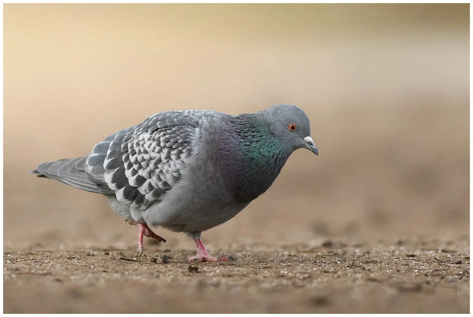 Rock Pigeon