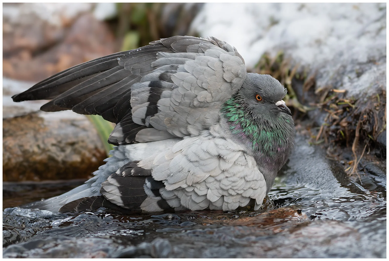 Rock Pigeon