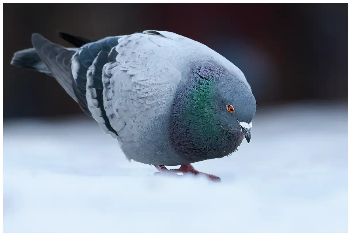 Rock Pigeon