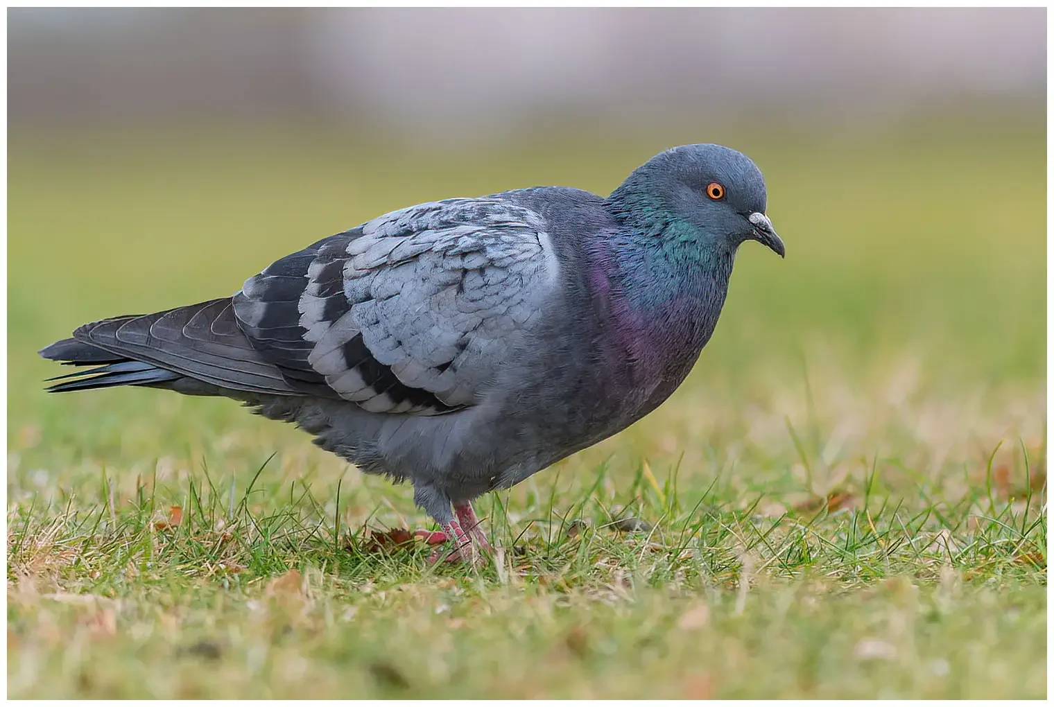 Rock Pigeon