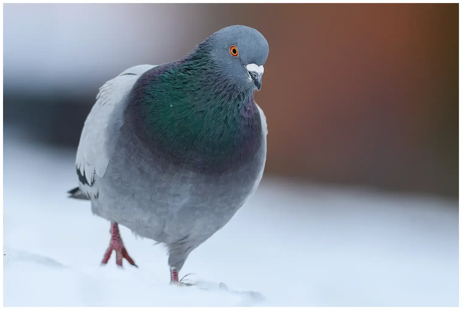 Rock Pigeon