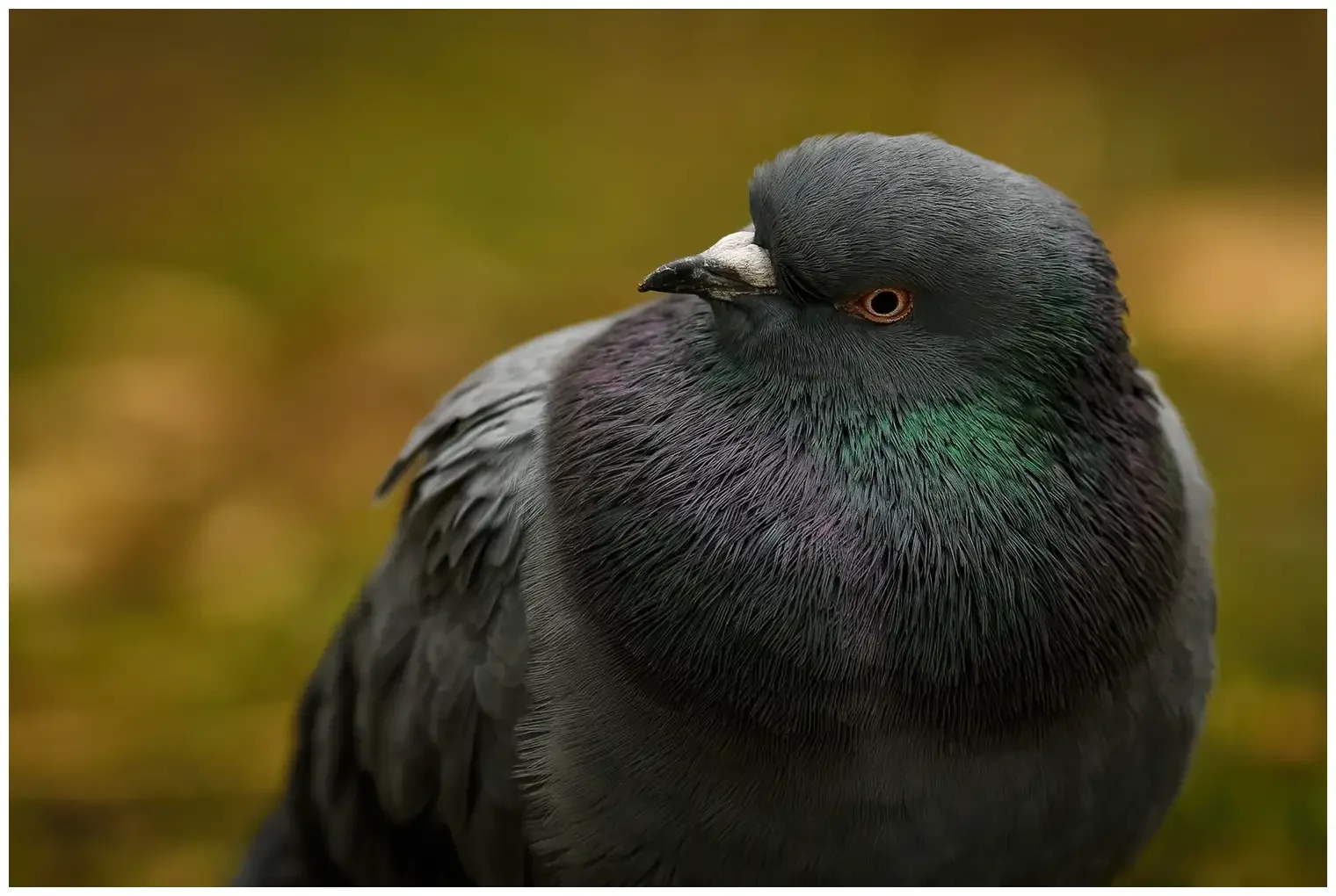 Rock Pigeon