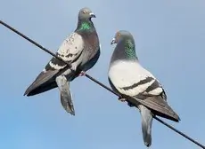 Rock Pigeon