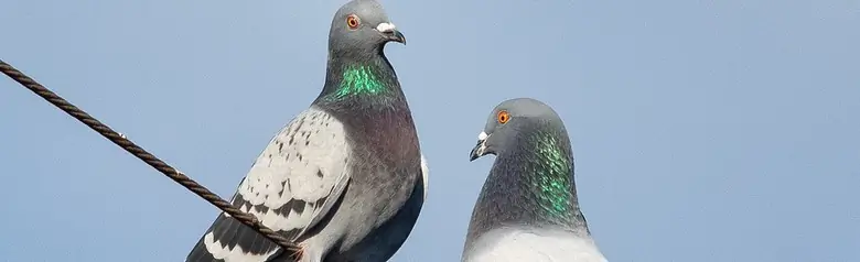 Rock Pigeon. Two pigeons sitting on a wire. Grey back and wings with two thick, black cross-bands on the upper side of the wings. Orange eyes.
