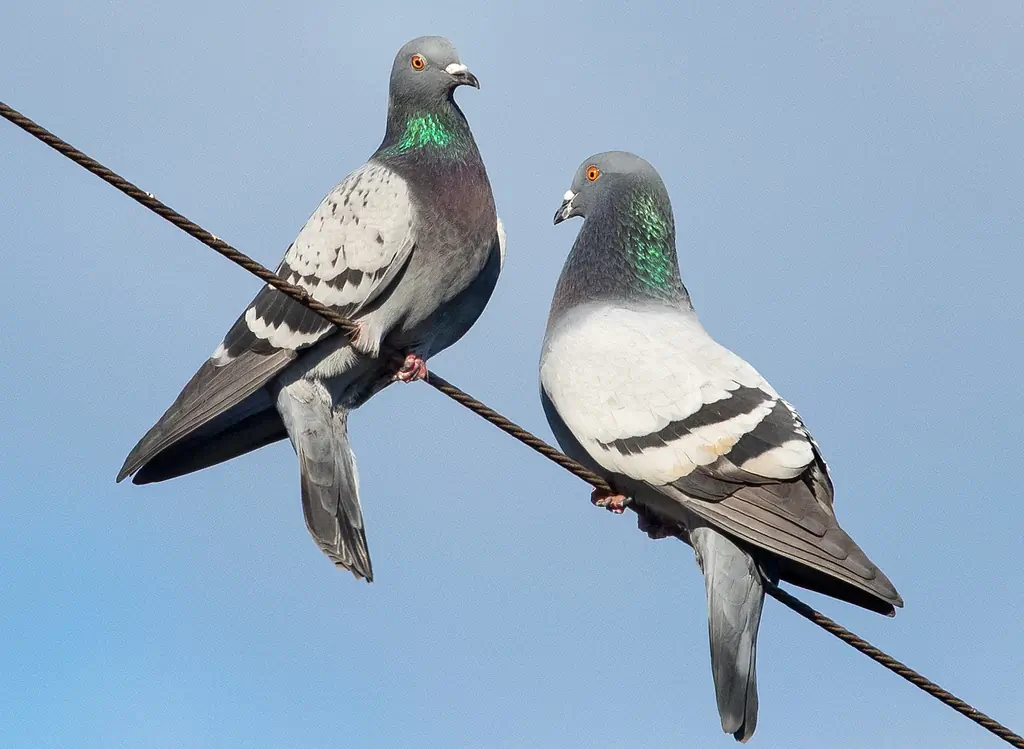 Rock Pigeon. Two pigeons sitting on a wire. Grey back and wings with two thick, black cross-bands on the upper side of the wings. Orange eyes.